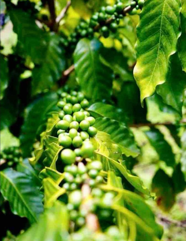 Adella'S Blue Mountain Coffee Farmstay Кингстон Экстерьер фото
